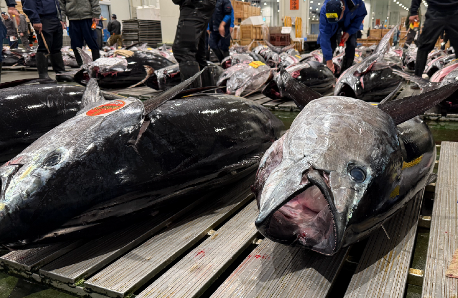 豊洲市場のセリ場に並ぶ巨大なマグロ