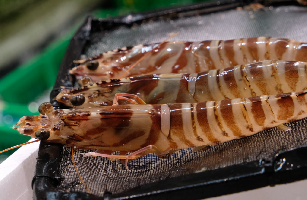 市場の売場に並んだ高級車海老