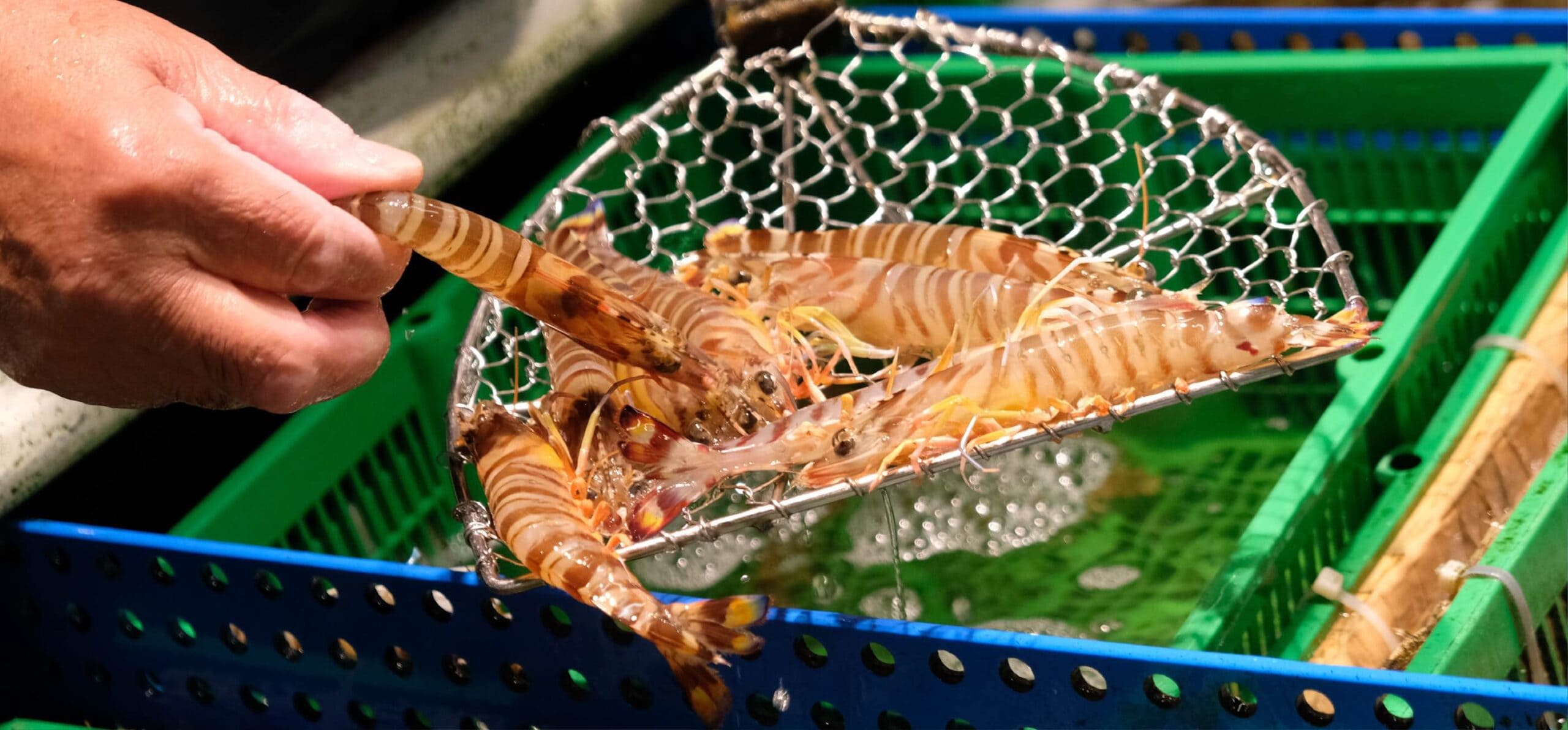 網ですくい上げられた新鮮な活き車海老